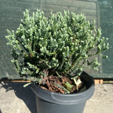 Chamaecyparis thyoides - Southern White Cedar 'Blue Rock'