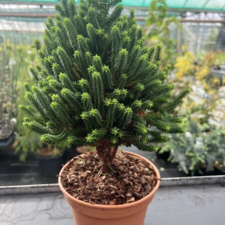 Chamaecyparis thyoides - Southern White Cedar 'El Paso'