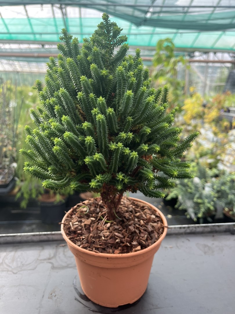 Chamaecyparis thyoides - Southern White Cedar 'El Paso'