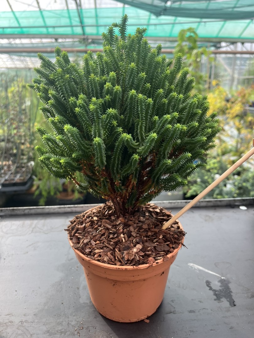 Chamaecyparis thyoides - Southern White Cedar 'El Paso'