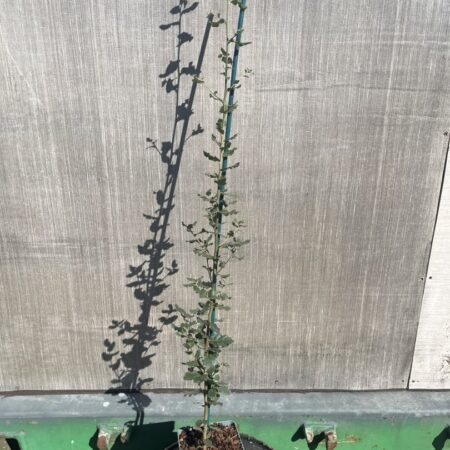 Quercus suber - Cork Oak