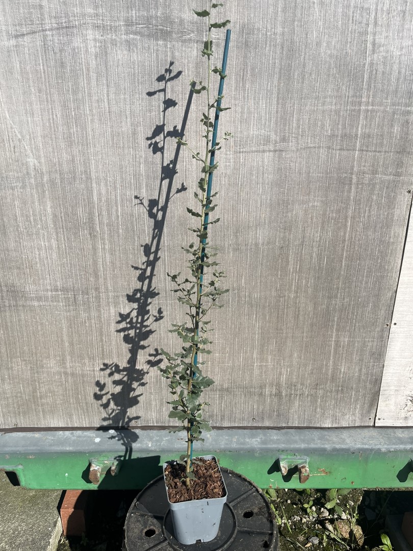 Quercus suber - Cork Oak