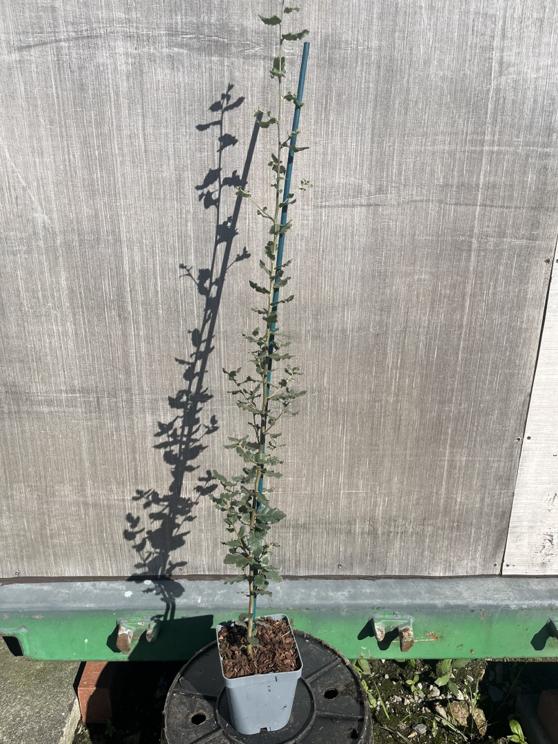 Quercus suber - Cork Oak