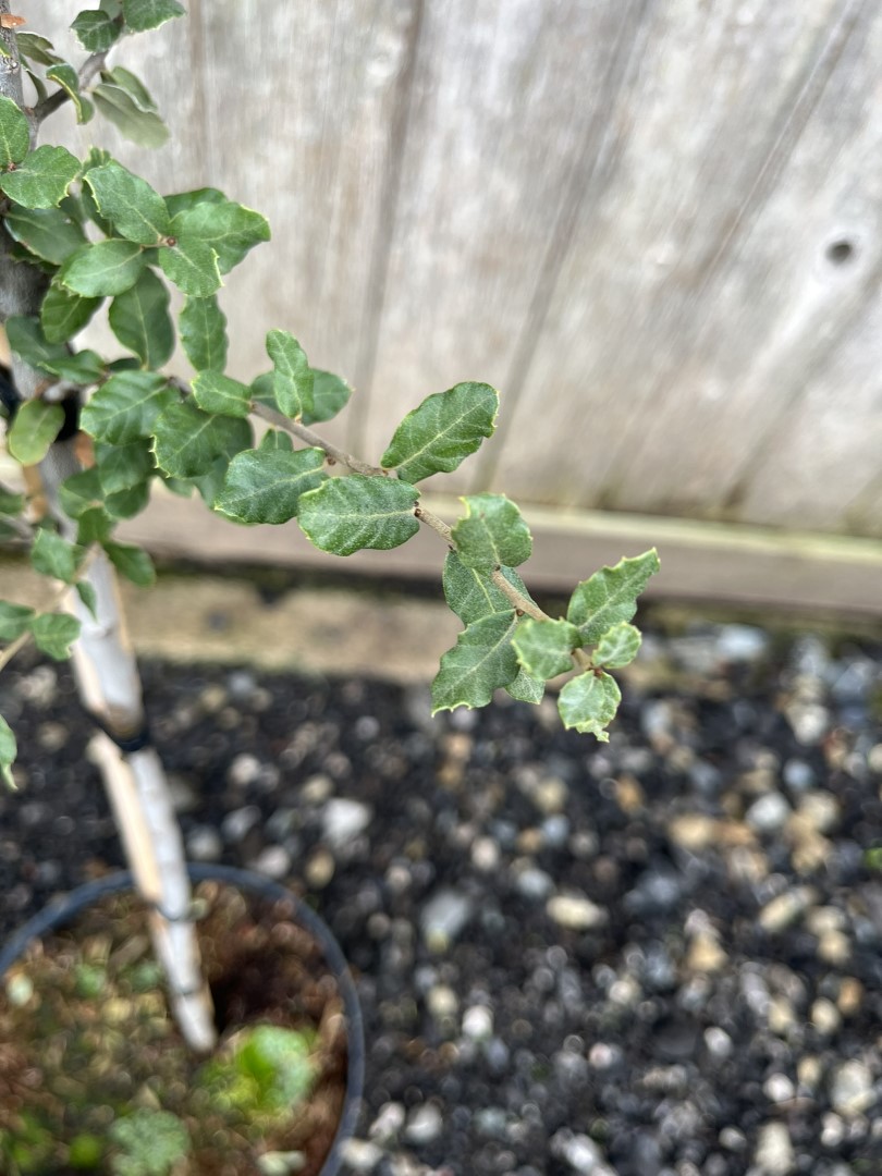 Cork Oak - Quercus suber