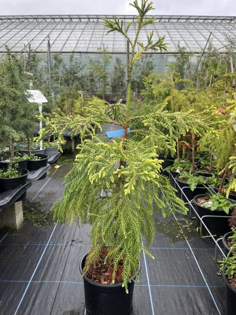 Cryptomeria japonica - Japanese Red Cedar Tree