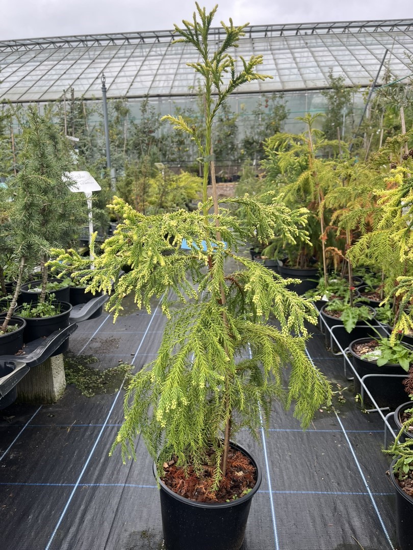 Cryptomeria japonica - Japanese Red Cedar Tree