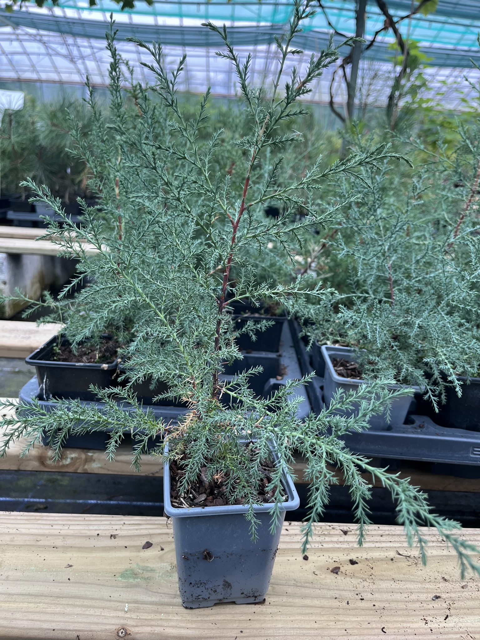 Cupressus arizonica - Arizona Cypress