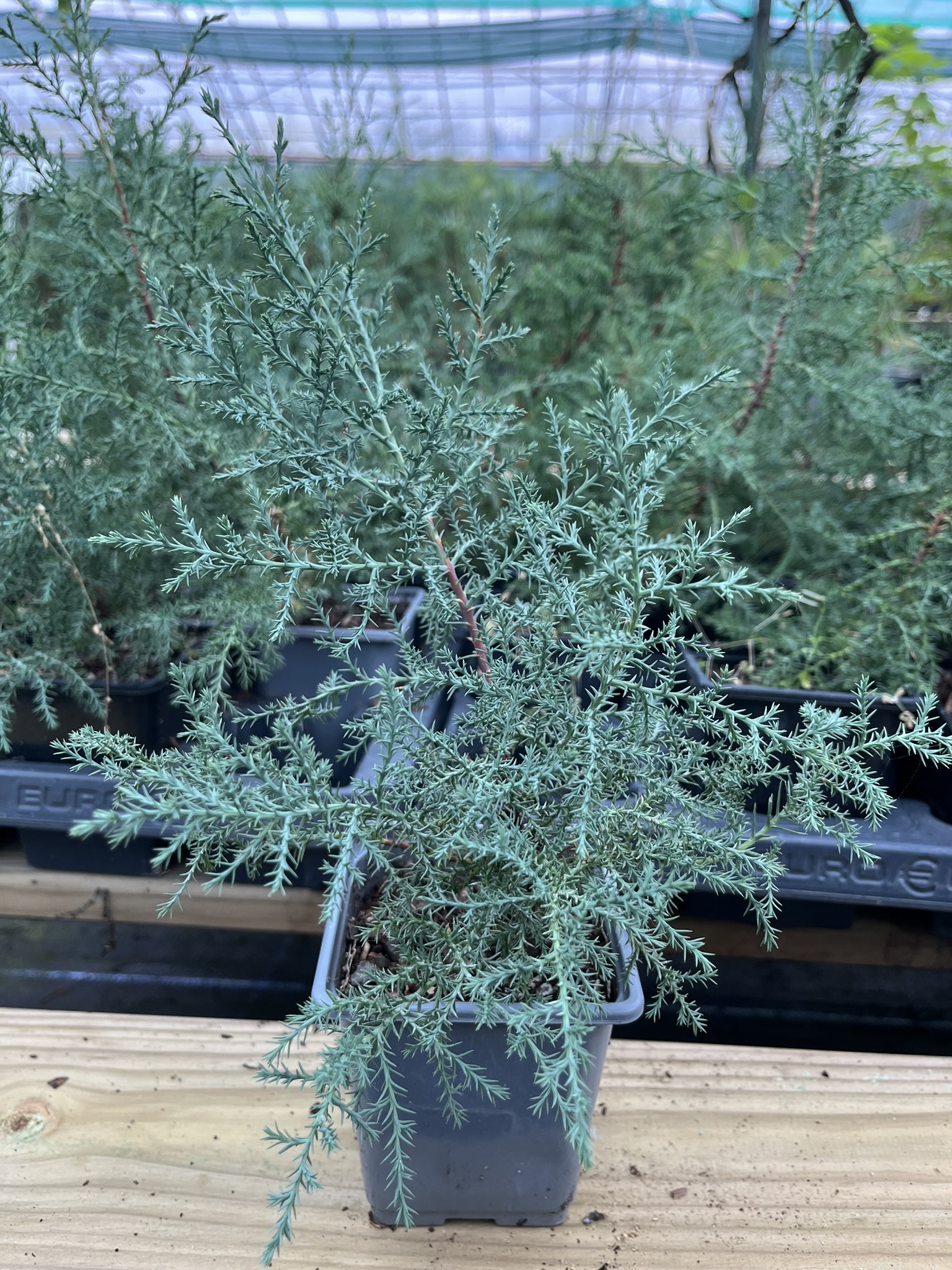 Cupressus arizonica - Arizona Cypress