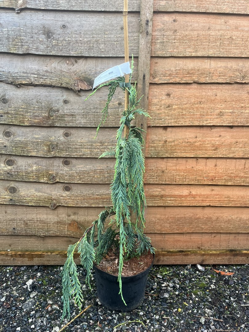 Cupressus nootkatensis - Nootka Cypress ‘Boyko's Sundown’