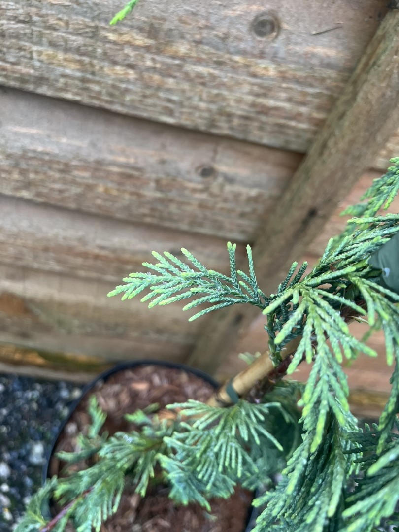 Cupressus nootkatensis - Nootka Cypress ‘Boyko's Sundown’
