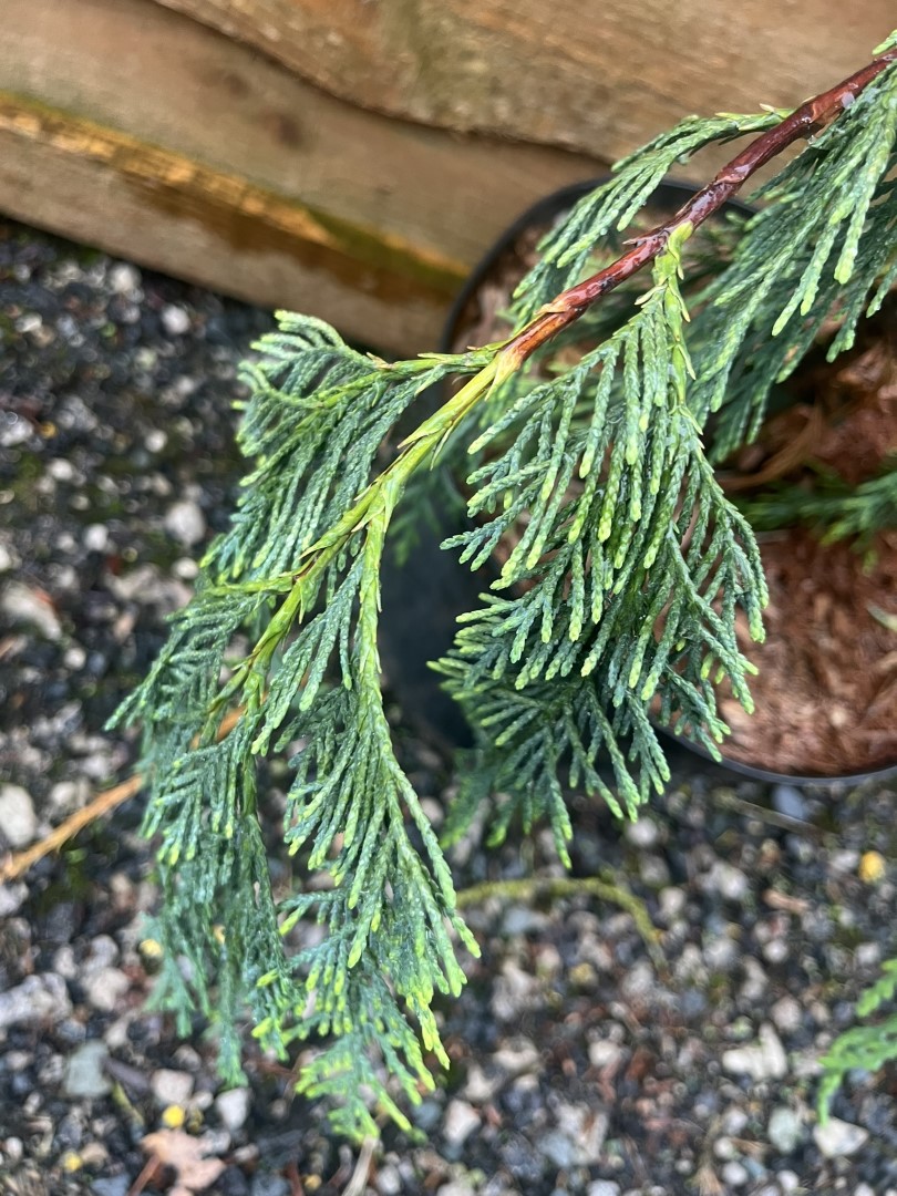Cupressus nootkatensis - Nootka Cypress ‘Boyko's Sundown’