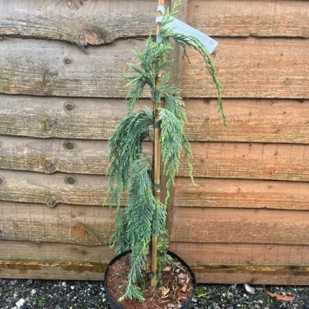Cupressus nootkatensis - Nootka Cypress ‘Boyko's Sundown’