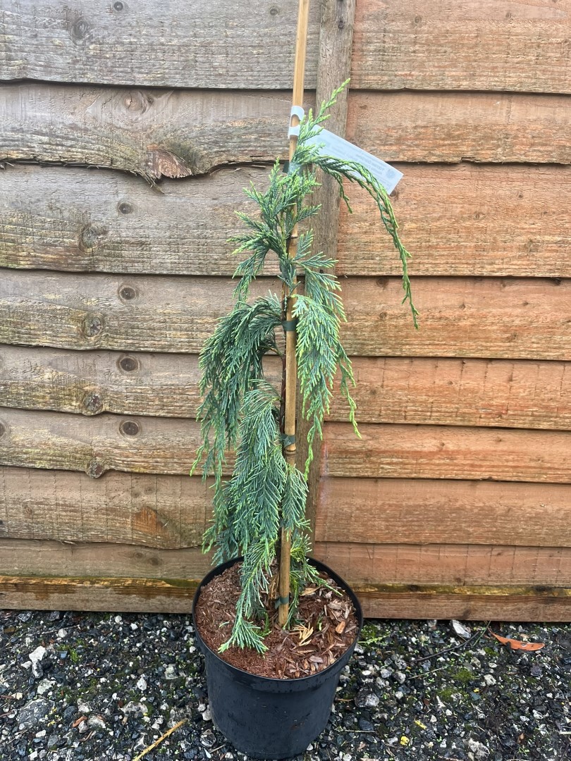 Cupressus nootkatensis - Nootka Cypress ‘Boyko's Sundown’