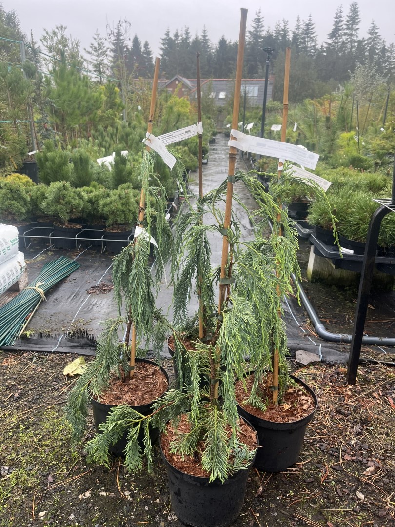 Cupressus nootkatensis - Nootka Cypress ‘Boyko's Sundown’