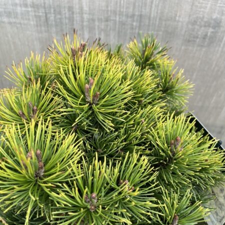 Dwarf Mountain Pine 'Ophir' - Pinus mugo