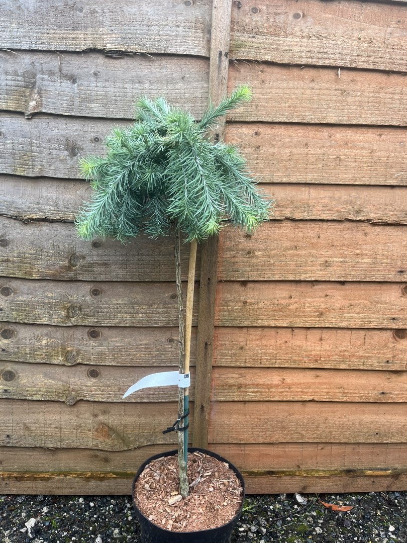 Larix kaempferi - Japanese Larch 'Blue Dwarf'
