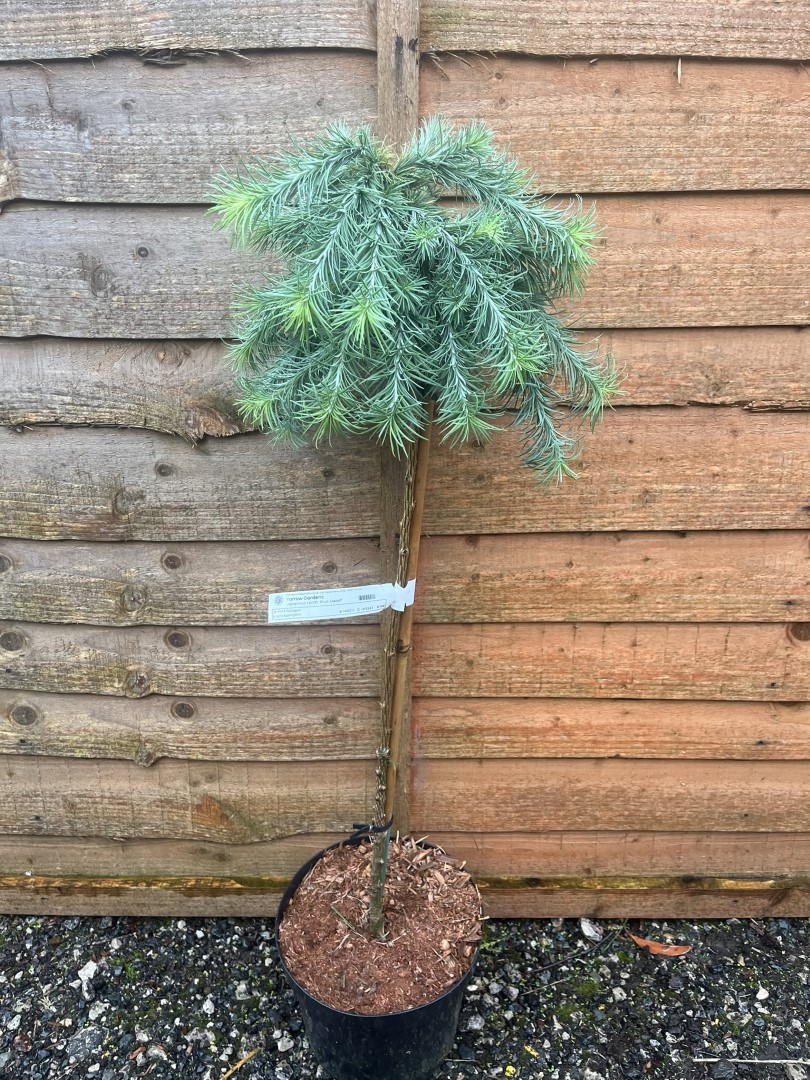 Larix kaempferi - Japanese Larch 'Blue Dwarf'