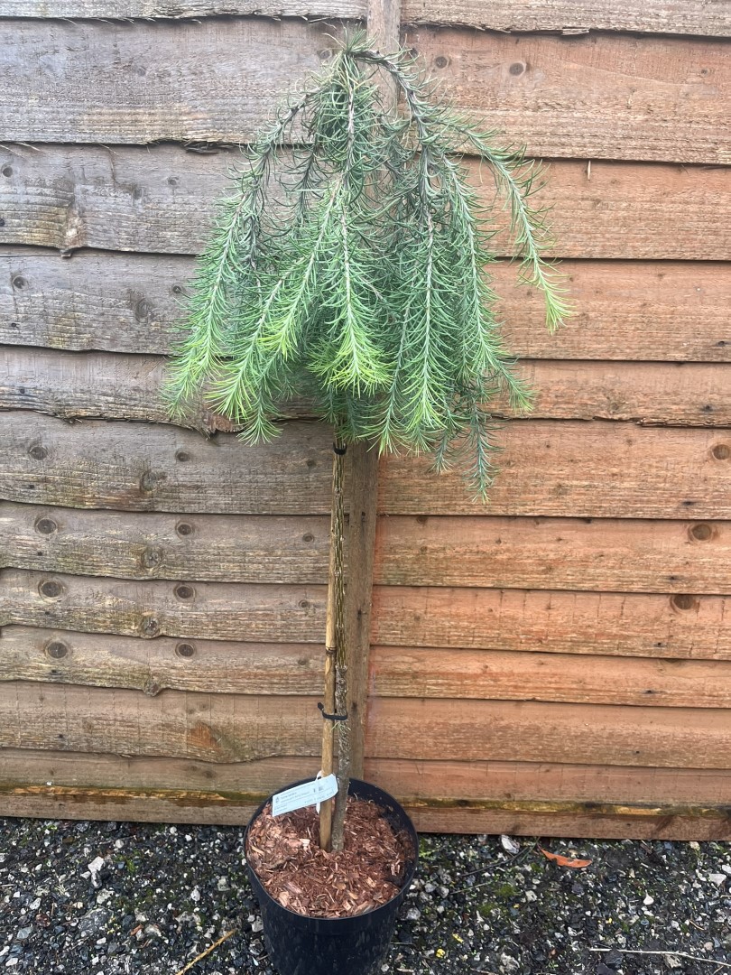 Larix kaempferi- Japanese Larch 'Boring Weeper'