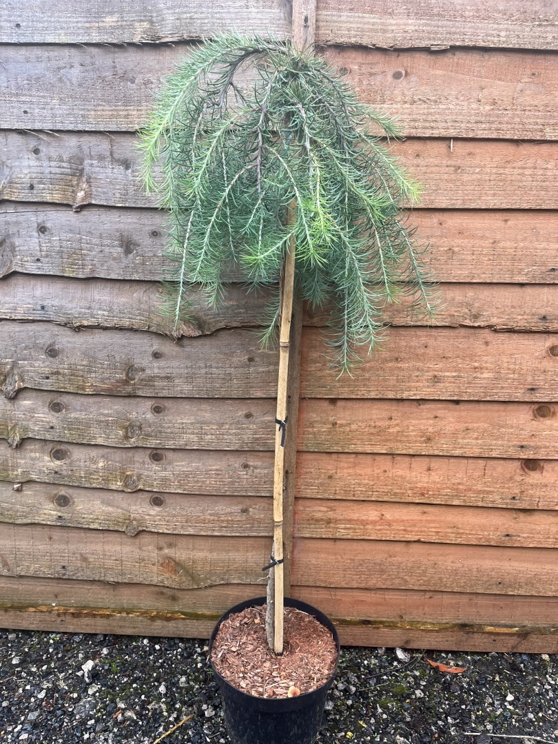 Larix kaempferi- Japanese Larch 'Boring Weeper'