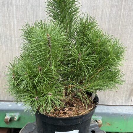 Lodgepole Pine 'Asher' - Pinus contorta