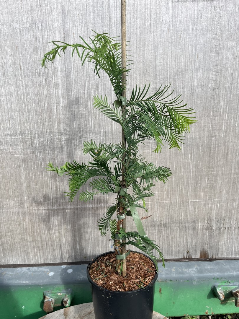 Metasequoia glyptostroboides - Dawn Redwood 'Sheridan Spire'