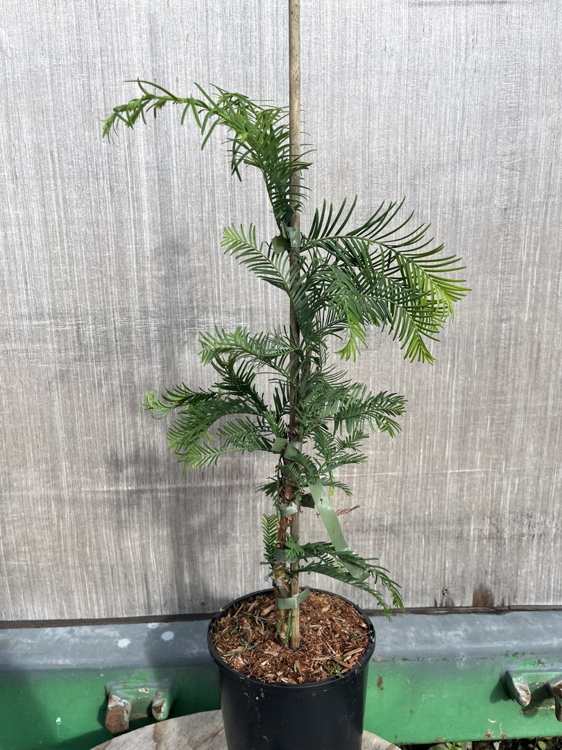 Metasequoia glyptostroboides - Dawn Redwood 'Sheridan Spire'