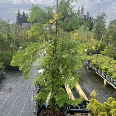 Metasequoia glyptostroboides - Dawn Redwood 'Snow Flurry