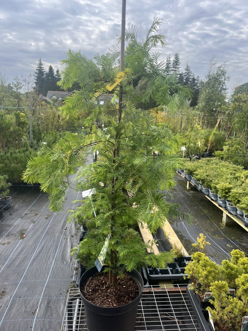 Metasequoia glyptostroboides - Dawn Redwood 'Snow Flurry