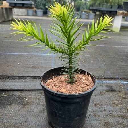 Monkey Puzzle Tree - Araucaria araucana