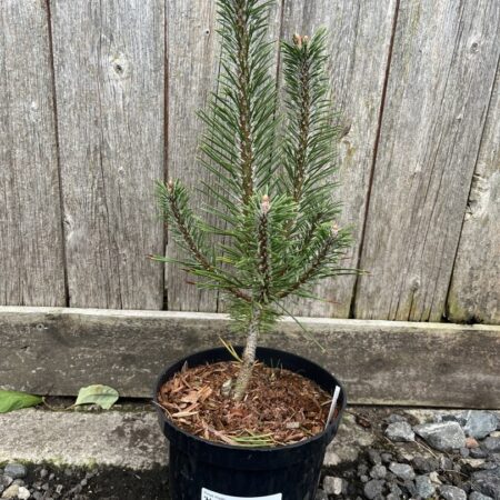 Mountain Pine 'Hoersholm' - Pinus mugo