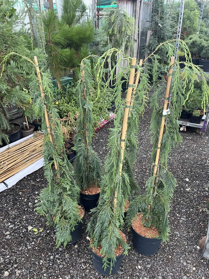 Nootka Cypress 'Moonshot' - Chamaecyparis nootkatensis