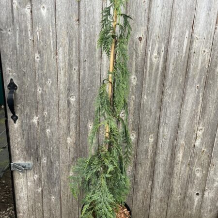 Nootka Cypress 'Moonshot' - Chamaecyparis nootkatensis