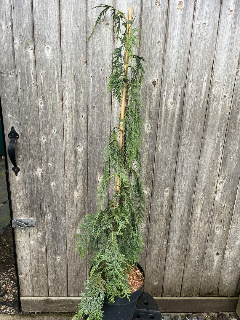 Nootka Cypress 'Moonshot' - Chamaecyparis nootkatensis