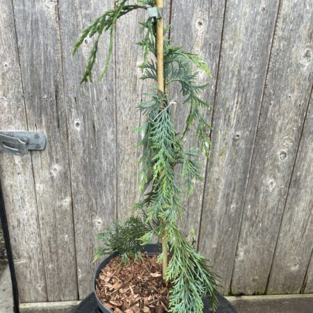 Nootka Cypress 'Moonshot' - Chamaecyparis nootkatensis