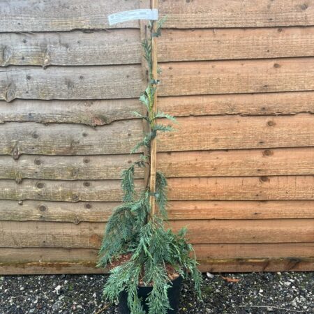Nootka Cypress Strict Weeper - Cupressus nootkatensis