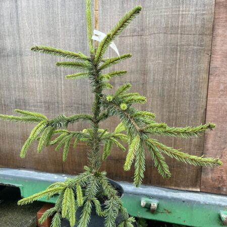Picea abies - Norway Spruce 'Inversa Pendula'