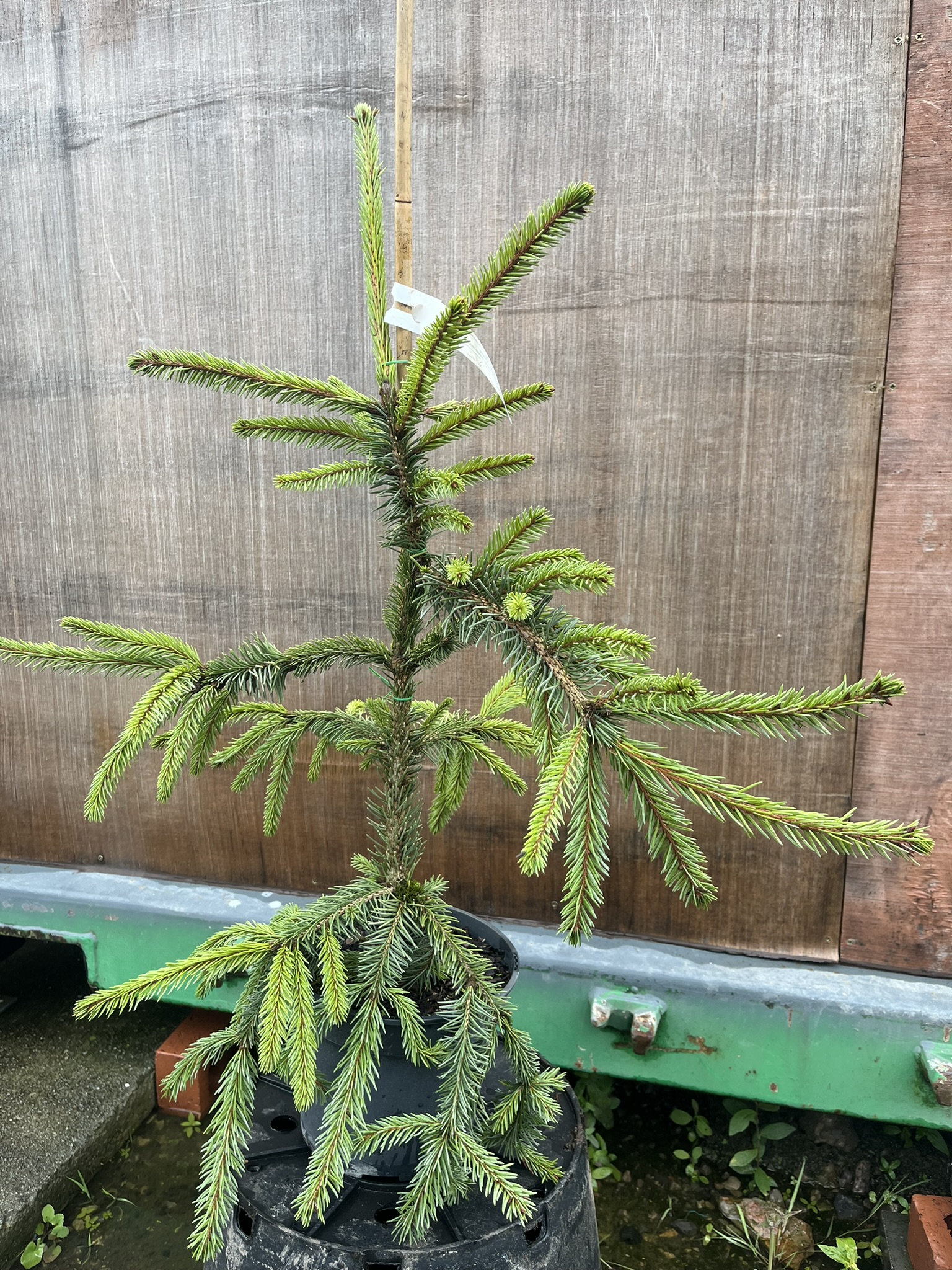 Picea abies - Norway Spruce 'Inversa Pendula'