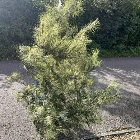 Pinus densiflora 'Oculus-draconis' - Dragon-eye Pine