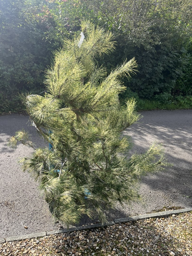 Pinus densiflora 'Oculus-draconis' - Dragon-eye Pine