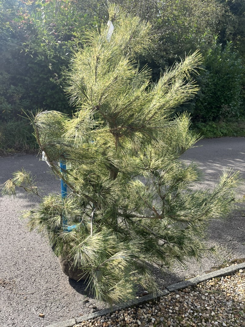 Pinus densiflora 'Oculus-draconis' - Dragon-eye Pine