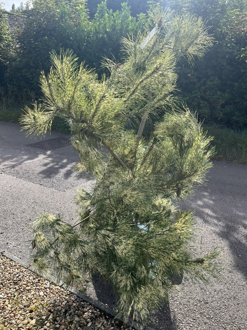 Pinus densiflora 'Oculus-draconis' - Dragon-eye Pine