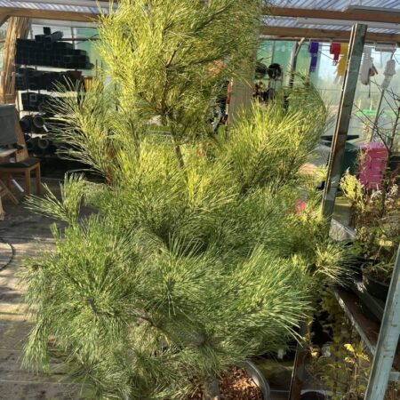 Pinus densiflora Oculus-draconis - Dragon-eye Pine