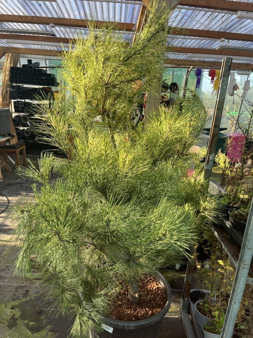 Pinus densiflora Oculus-draconis - Dragon-eye Pine