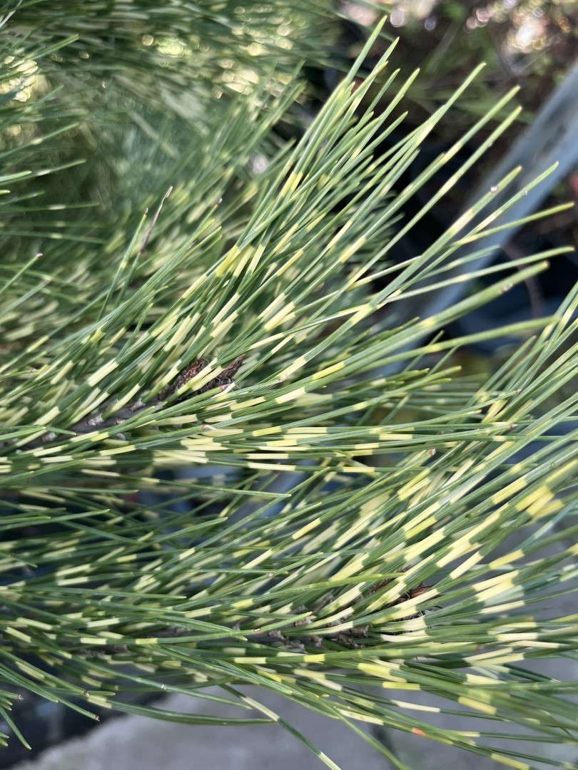 Pinus densiflora 'Oculus-draconis' - Dragon-eye Pine