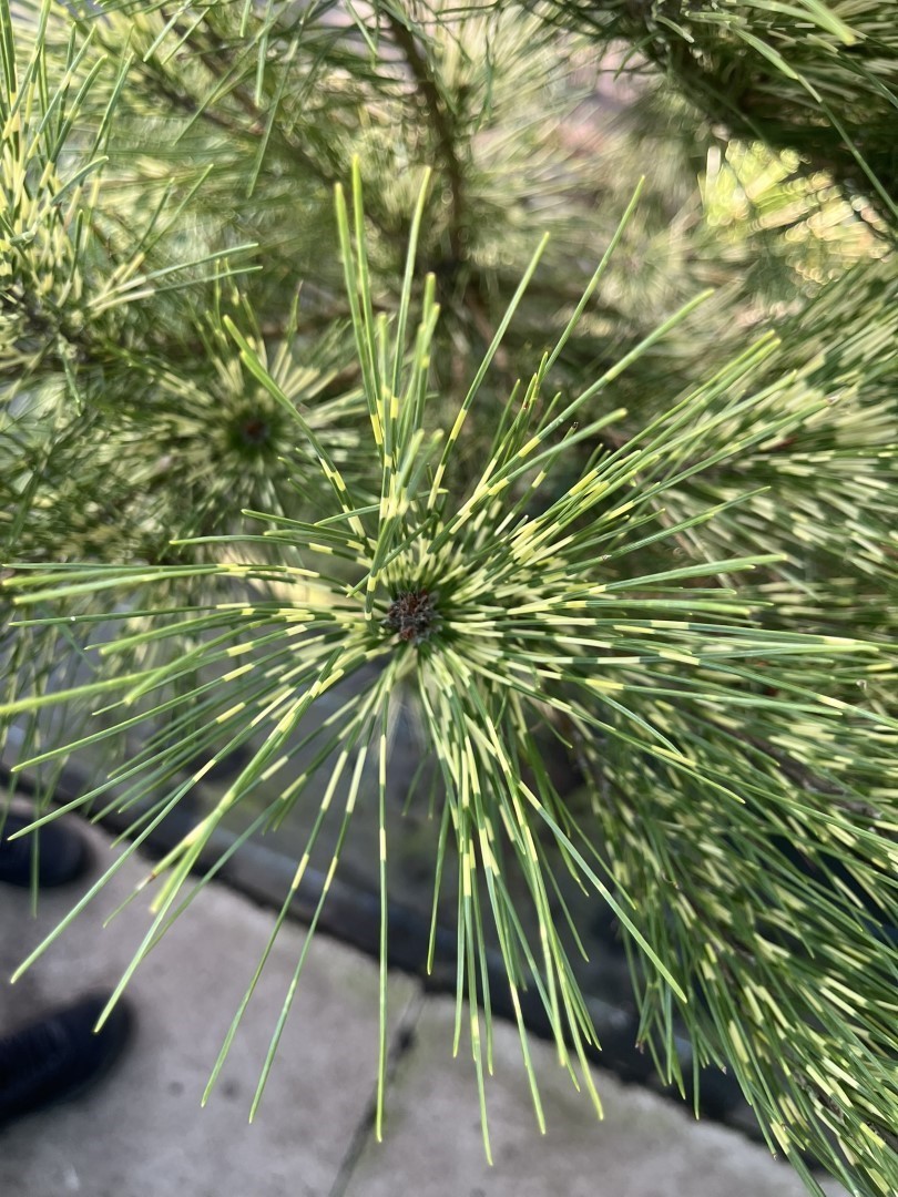 Pinus densiflora 'Oculus-draconis' - Dragon-eye Pine