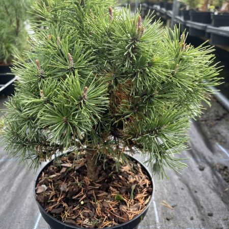 Pinus mugo - Dwarf Mountain Pine 'Mops'
