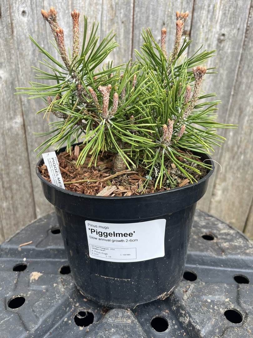 Pinus mugo - Mount Pine 'Piggelmee'