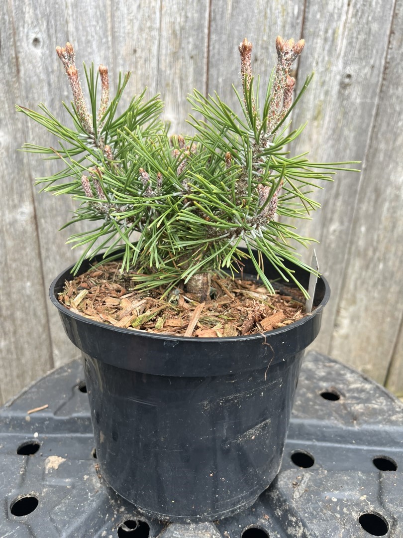 Pinus mugo - Mount Pine 'Piggelmee'