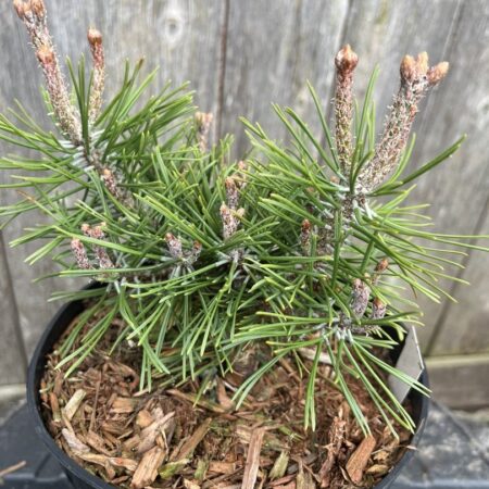 Pinus mugo - Mount Pine 'Piggelmee'
