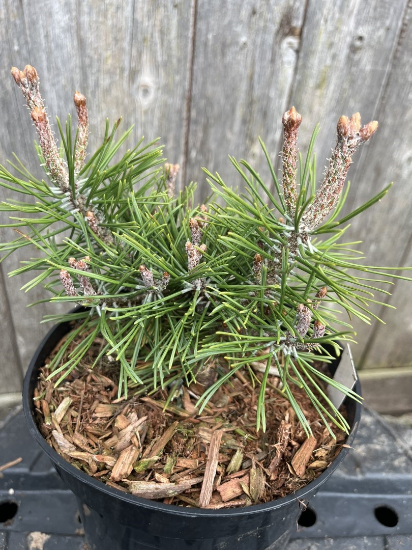 Pinus mugo - Mount Pine 'Piggelmee'